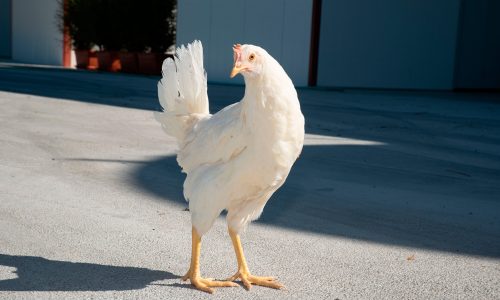 gallina-blanca